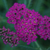 Тысячелистник :: Глеб 