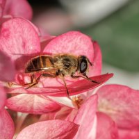 Журчалка-пчеловидка :: Владимир Колесников