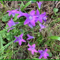 Колокольчики. :: Ольга Довженко