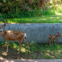 Гости на заднем дворе :: **** vedin