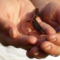 Тритон :: Вера ВЕСНА см. Фотогруппа  ВЕСНА Личный Блог