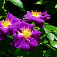 О красоте цветов. :: Милешкин Владимир Алексеевич 