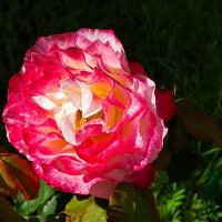 О красоте цветов. :: Милешкин Владимир Алексеевич О красоте цветов. :: Милешкин Владимир Алексеевич