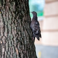 поползень :: Serega Alucard X2