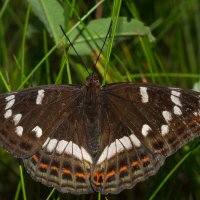 Ленточник тополёвый :: Дарья Меркулова
