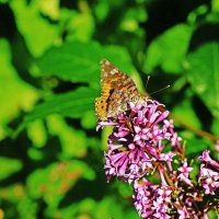 Июнь...Бабочка на цветке сирени! :: Владимир 