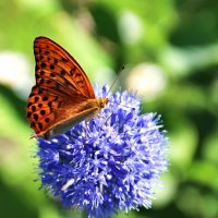 Шашечница обыкновенная :: Любовь Сахарова