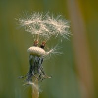 *** :: Виктор Иванович Чернюк