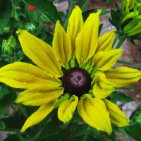 Рудбекия зацветает :: Людмила Смородинская