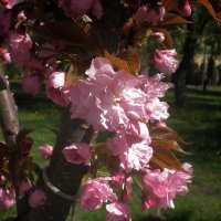 Сакура :: Роман Савоцкий