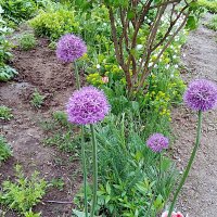 Цветы. :: Владимир Драгунский Цветы. :: Владимир Драгунский