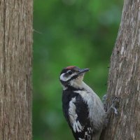 Стук. :: Александр Кондаков
