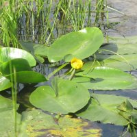 Усманка  Воронеж прекрасная окраина :: Елена Шаламова