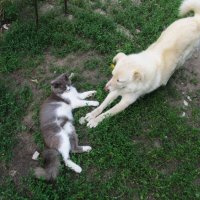 задушевный разговор :: Елена Шаламова