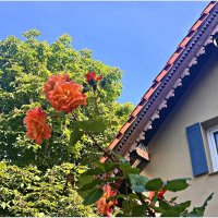 Лето, утро, Зеленоградск. :: Валерия Комова