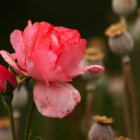 Роза и наркоманы.. :: Юрий. Шмаков