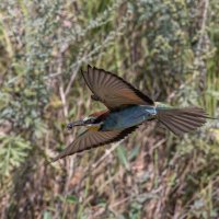 щурки :: юрий макаров щурки :: юрий макаров