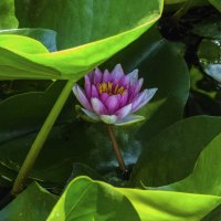 РозоваяЛилия :: Валентин Семчишин