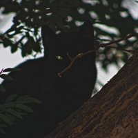 В засаде !!! :: Giant Tao /