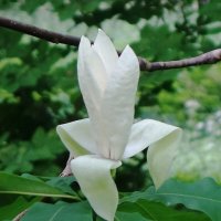 Магнолия :: Рита Симонова