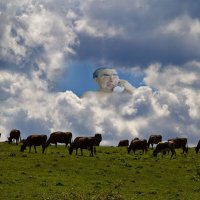 Повысить надои!!! :: Геннадий Валеев