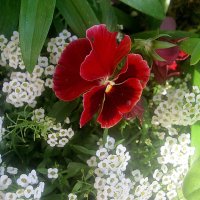 **** :: Елена Семигина