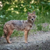 Неожиданная встреча :: Александр К.