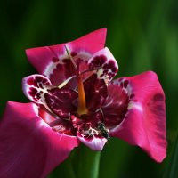 Тигридия павлинья :: Татьяна Евдокимова