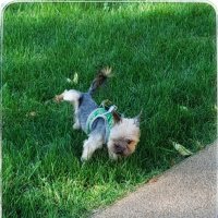 хорошо быть кисою, хорошо собакою) :: Сергей Б. хорошо быть кисою, хорошо собакою) :: Сергей Б.