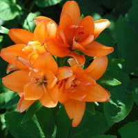 Июльские красотки :: Светлана 