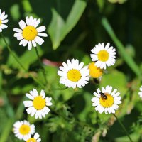 *** :: Светлана 