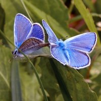 Подружки :: Александр Ковальчук