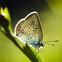 *** :: Олег Алексеев