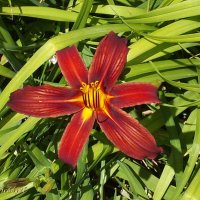 Лилейник :: Freddy 97