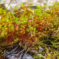 Мох. :: Алексей Трухин