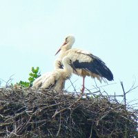 белый аист :: gawrilа - dan белый аист :: gawrilа - dan