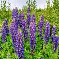 Люпин :: Сапсан 