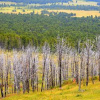 Кедровая тайга Семинского перевала :: Татьяна Лютаева