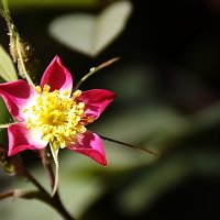 цветочек. :: Ольга Cоломатина