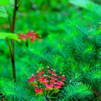 ... :: Владимир иванов