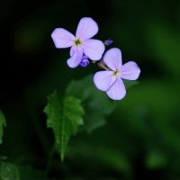 *** :: Леонид leo