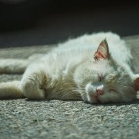 кот в дреме :: Александр Леонов