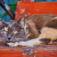 Нюша :: Александр Леонов Нюша :: Александр Леонов