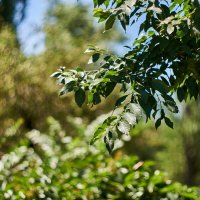 Листья :: Александр Леонов