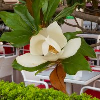 Магнолия. :: Борис Калитенко Магнолия. :: Борис Калитенко