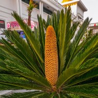 Цикас (саговник). :: Борис Калитенко Цикас (саговник). :: Борис Калитенко