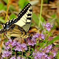 Из снятого сегодня 5 :: Александр Прокудин