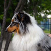 Каспер :: Полина Лопатина (Hunter)