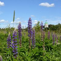 Люпиновый июль :: Леонид Иванчук