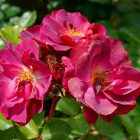 Летние  розы :: Ольга 